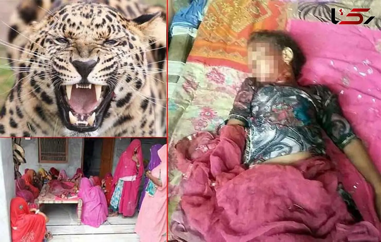 پلنگ وحشی دختر را با خود به جنگل برد + عکس