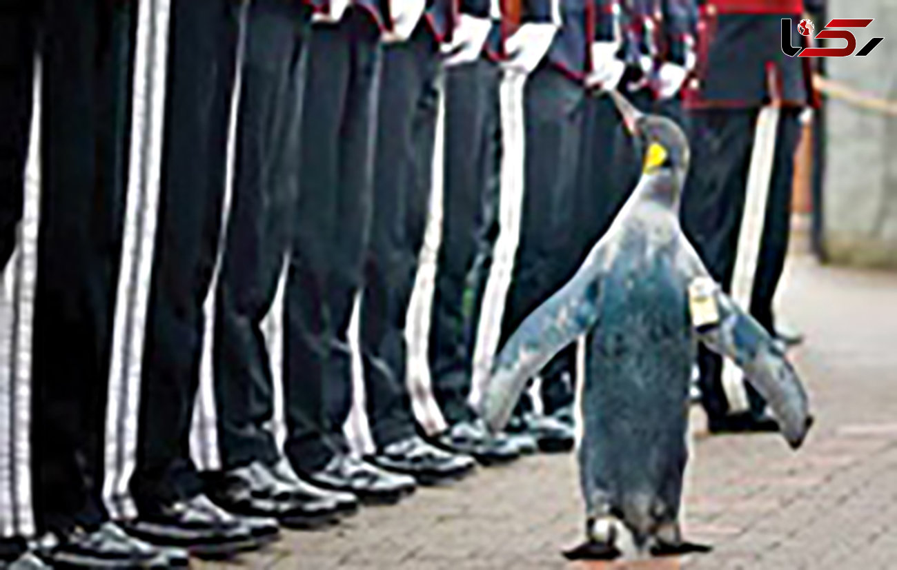 این پنگوئن نروژی سر‌تیپ شده است+عکس