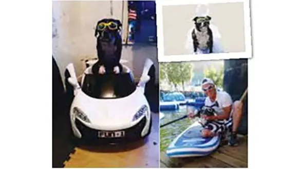 ثروتمندترین سگ را بشناسید؟! / صاحبش کیست؟! + عکس