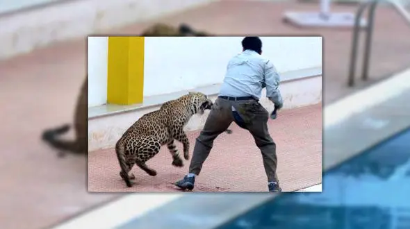 حمله پلنگ به مدرسه‌ای در هند