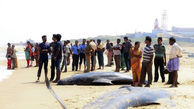 خودکشی دسته‌جمعی 80 نهنگ در سواحل هند