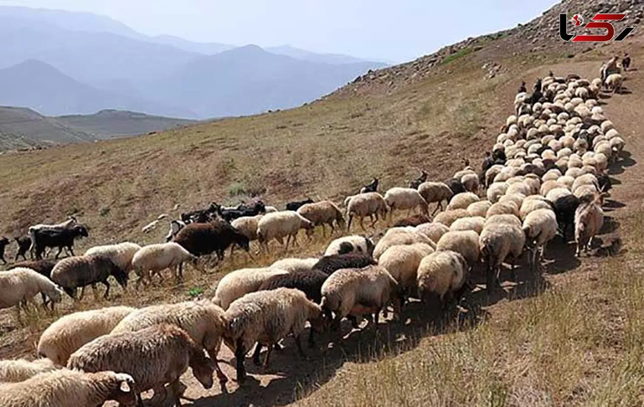 شلیک خطرناک به چوپان به خاطر محل چرای گوسفندان