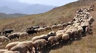 شلیک خطرناک به چوپان به خاطر محل چرای گوسفندان