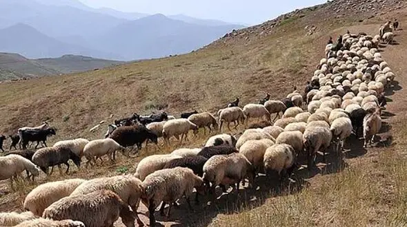 شلیک خطرناک به چوپان به خاطر محل چرای گوسفندان