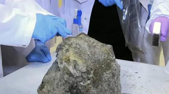 راز دی ان ای 12 هزار ساله شیر عصر یخی + فیلم