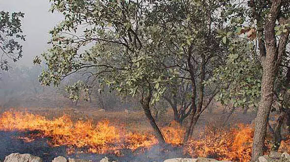 آتش سوزی ادامه دار جنگل‌ها در گیلان