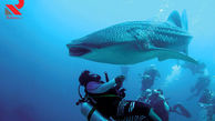 عملیات غواص فداکار برای نجات کوسه نهنگ بزرگ + فیلم