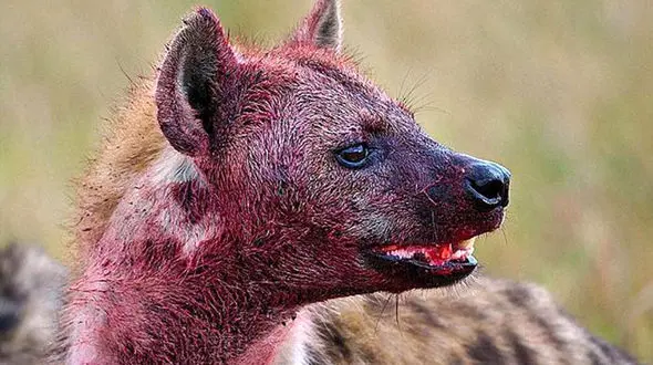 کفتار سر نوجوان 15 ساله را به دندان گرفت