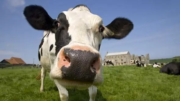 یک گاو خیابان را بست + فیلم