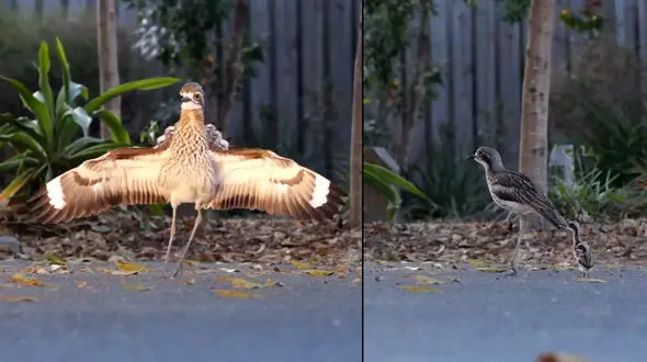 حس مادرانه در پرنده ها + فیلم 