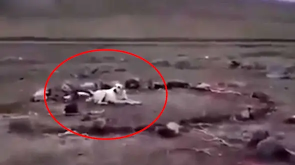 فیلم وفادارترین سگ در ایران ! / گریه تان درمی آید !