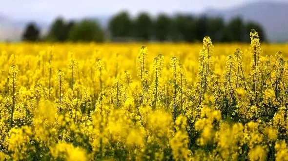 افزایش سطح زیر کشت محصول کلزا در لرستان به ۳۵۰۰ هکتار