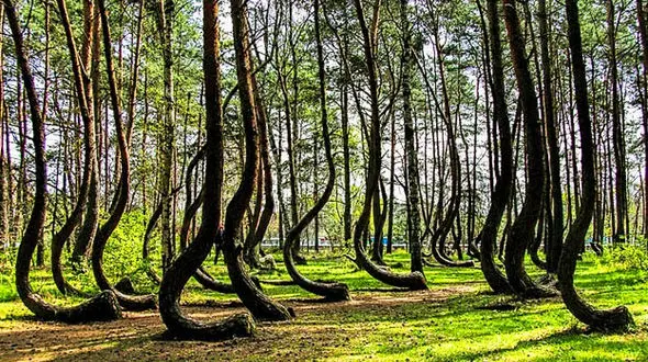 ماجرای عجیب جنگل کج لهستان+ عکس 