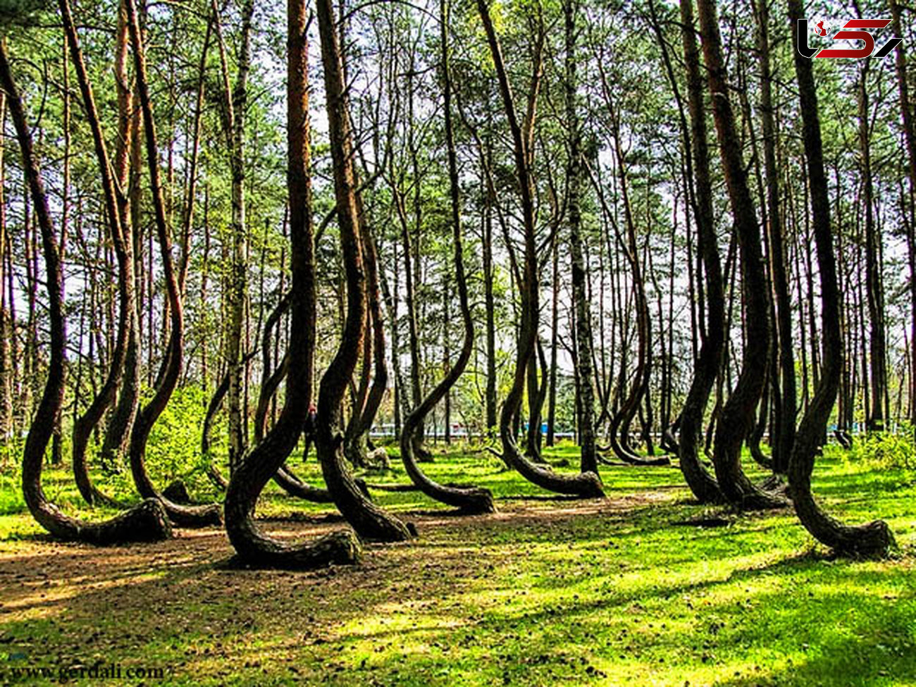 ماجرای عجیب جنگل کج لهستان+ عکس 