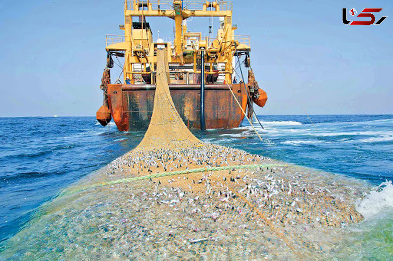 صید صنعتی ترال در خلیج فارس ممنوع است/ تاکید بر پرورش ماهی در دریا به جای صید