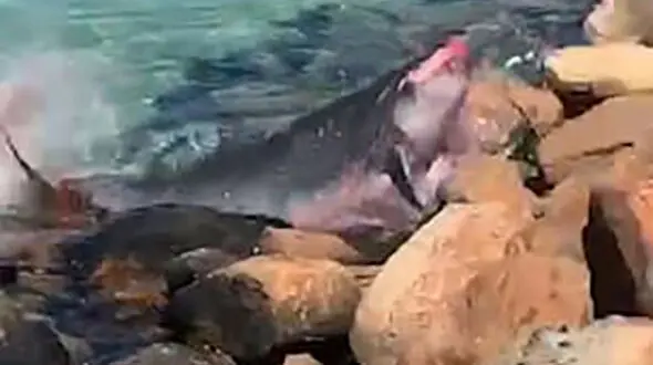 فیلم لحظه خورده شدن بچه وال توسط فوک گرسنه