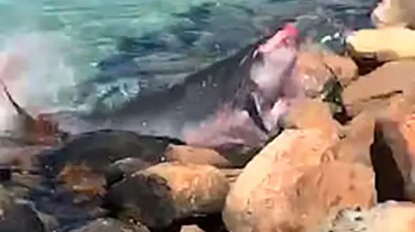 فیلم لحظه خورده شدن بچه وال توسط فوک گرسنه