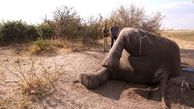کشته شدن 144 هزار فیل در 7 سال توسط قاچاقچیان +تصاویر