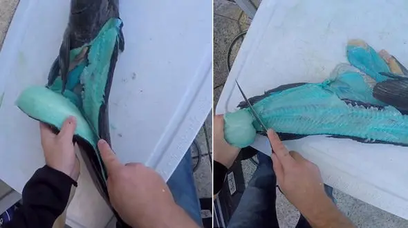 کشف عجیب ماهی با گوشت آبی رنگ +تصاویر