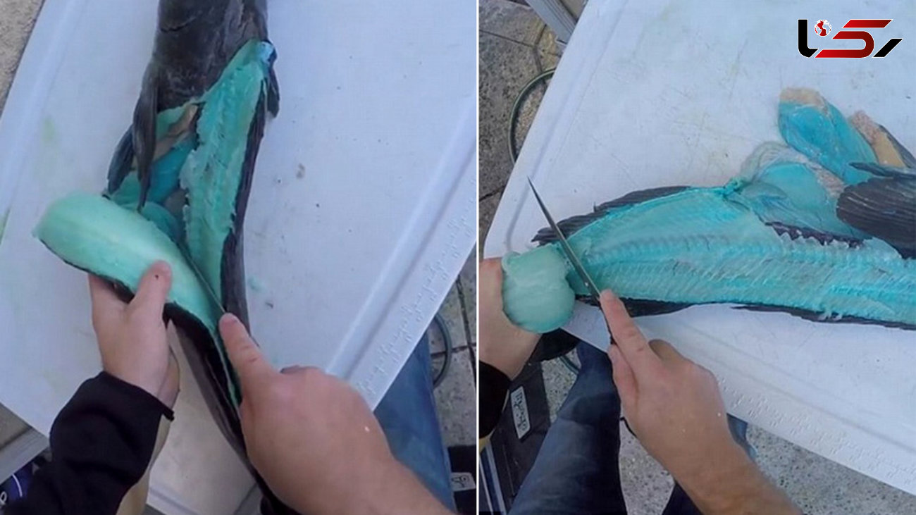 کشف عجیب ماهی با گوشت آبی رنگ +تصاویر