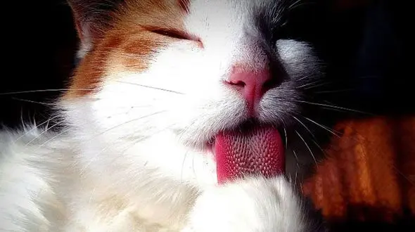 راز نظافت گربه‌ها آشکار شد