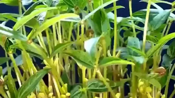 سبزه امسالت رو اینجوری درست کن / فیلم