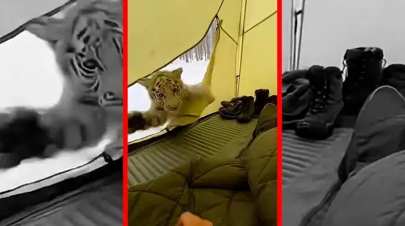 فیلم پناه بردن بچه ببر سفید به چادر یک مرد