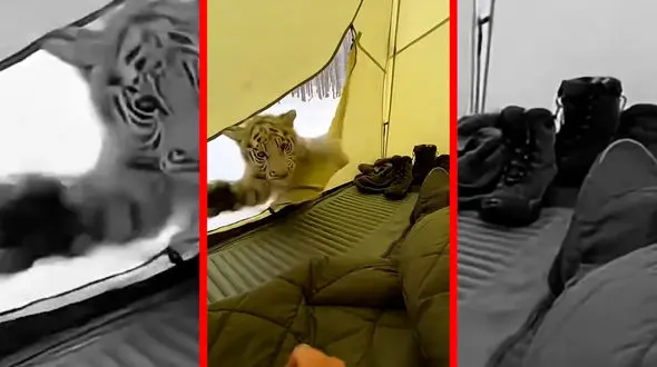 فیلم پناه بردن بچه ببر سفید به چادر یک مرد