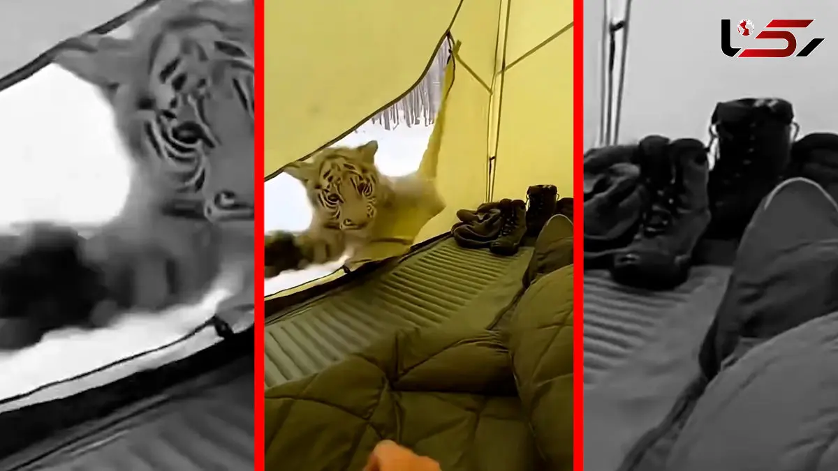 فیلم پناه بردن بچه ببر سفید به چادر یک مرد