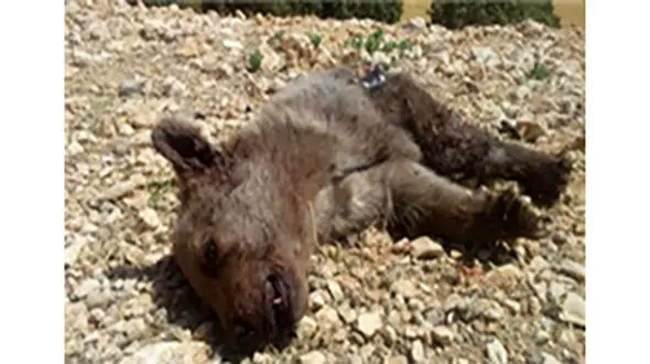 مرگ تلخ توله خرس قهوه‌ای در مرودشت +عکس