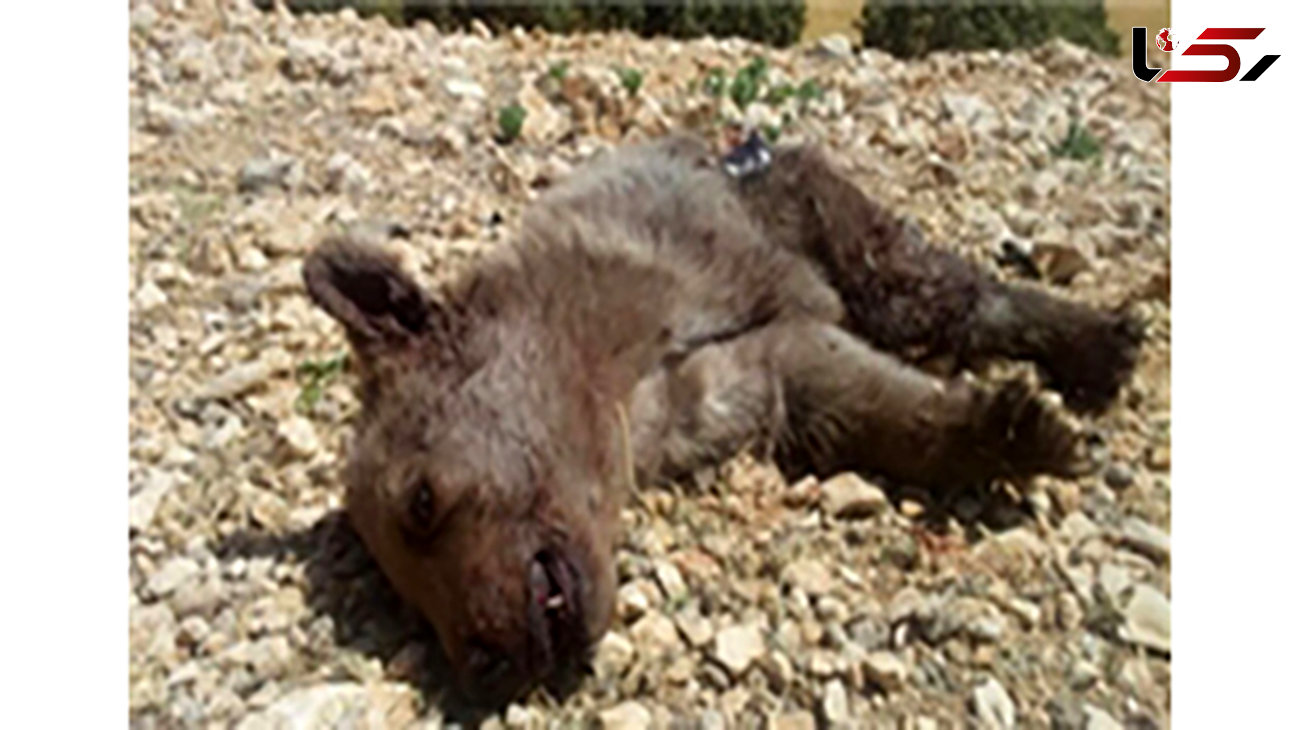 مرگ تلخ توله خرس قهوه‌ای در مرودشت +عکس
