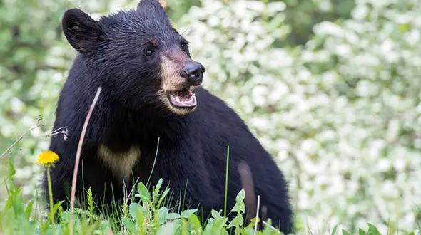 تعلیق و لغو پرواز ها به خاطر حضور یک خرس / عملیات گرفتن او موفق نبود + فیلم