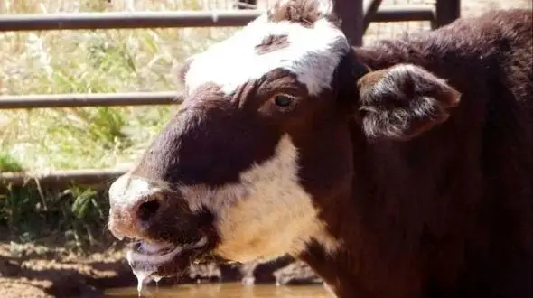 آیا تب برفکی می‌ تواند برای انسان خطرناک باشد؟