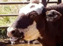 آیا تب برفکی می‌ تواند برای انسان خطرناک باشد؟