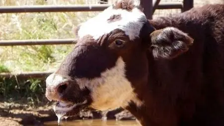 آیا تب برفکی می‌ تواند برای انسان خطرناک باشد؟