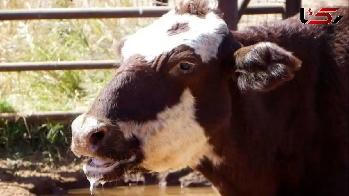 آیا تب برفکی می‌ تواند برای انسان خطرناک باشد؟