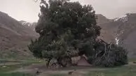 از ثبت اثر ملی درخت ارس تا تبدیل طالقان به پارک ملی