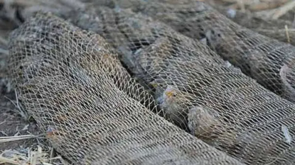 شکار بی رحمانه گنجشک ها در خوزستان / تهدیدی برای گنجشک رودخانه ای، گونه ای نادر با زیستگاه محدود به غرب خوزستان و عراق