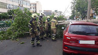 عکس های سقوط درخت در خیابان دماوند/ روز گذشته رخ داد