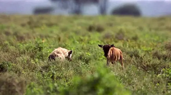 بازی شیرین و پرماجرای گوساله با بچه شغال+ فیلم و عکس