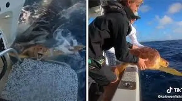 نجات لاک پشت از آرواره های کوسه + عکس