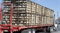 توقیف محموله ۱۸۰۰ قطعه‌ای مرغ زنده در نهبندان