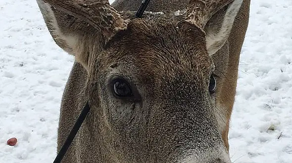 عجیب ترین گوزن کانادا در کریسمس / تیری به سر دارد