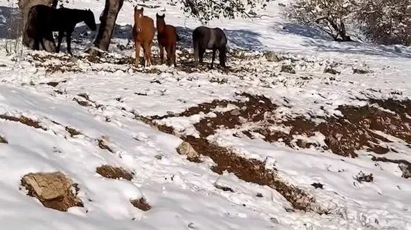 فیلم مناظر طبیعی و اسب‌های آزاد در کهگیلویه و بویراحمد
