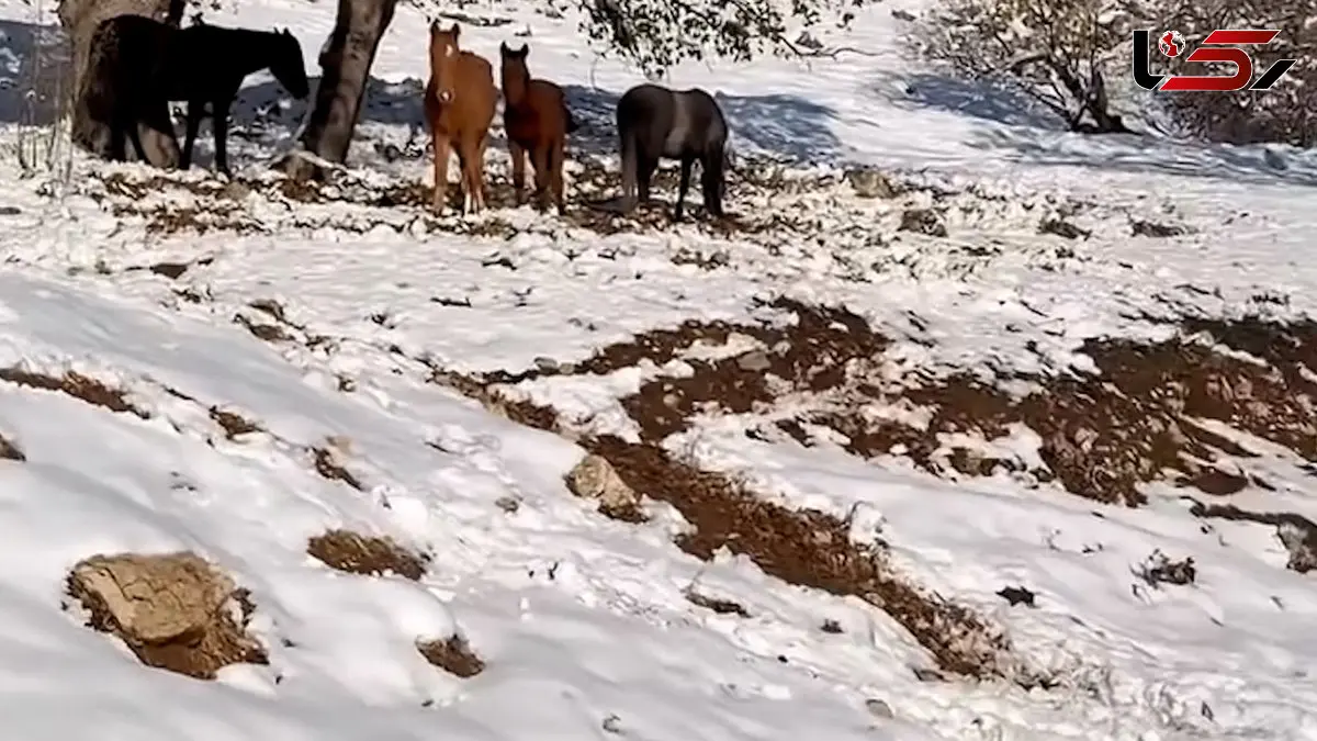 فیلم مناظر طبیعی و اسب‌های آزاد در کهگیلویه و بویراحمد