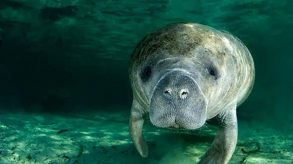 اذیت کردن یک گاو دریایی با اسم ترامپ + عکس