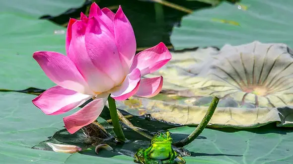 عکس های زیبا از تالاب نیلوفر‌های آبی بابل 