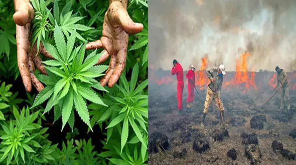 نقش کشت کنندگان ماری جوآنا در آتش سوزی های میانکاله!