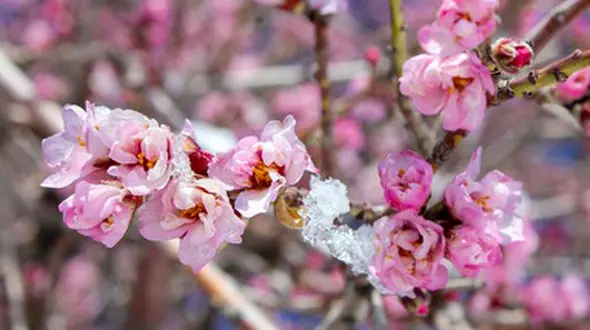 شکوفه های یخی در چهارمحال و بختیاری