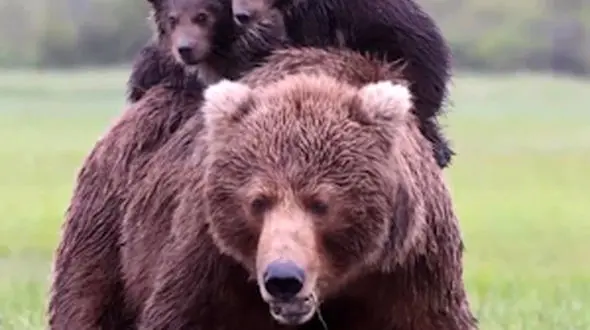 از سنجاب دلمارویی تا  خانواده دوست داشتنی خرس ها